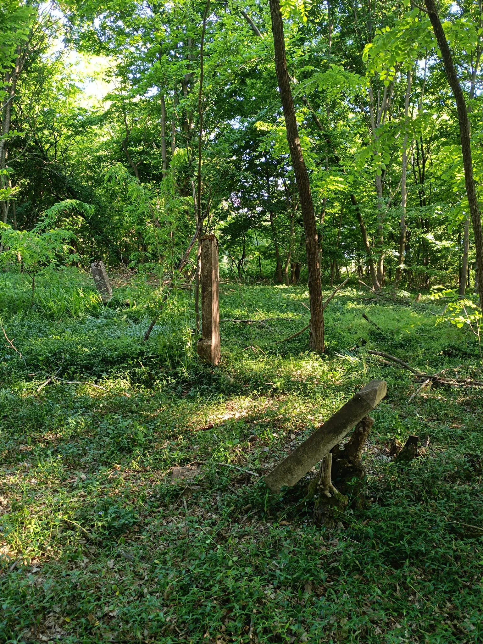 Lapidi e croci, alcune inclinate o cadute, nel bosco del vecchio cimitero